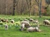 lambs.jpg
